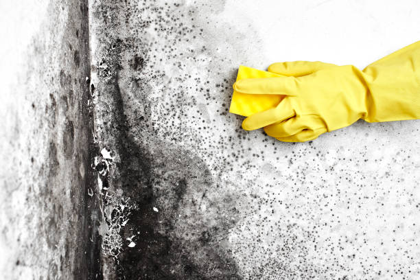 Best Mold Removal Near Me  in Belle Mead, NJ