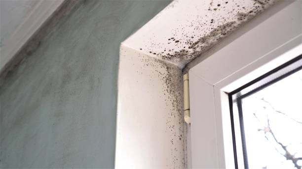 Office Mold Removal Services in Belle Mead, NJ
