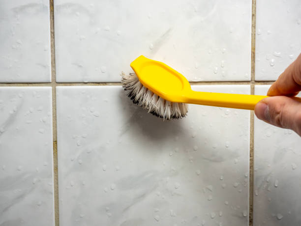 Best Local Mold Removal Service  in Belle Mead, NJ