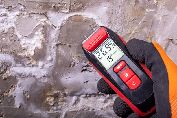 Best Home Mold Removal  in Belle Mead, NJ
