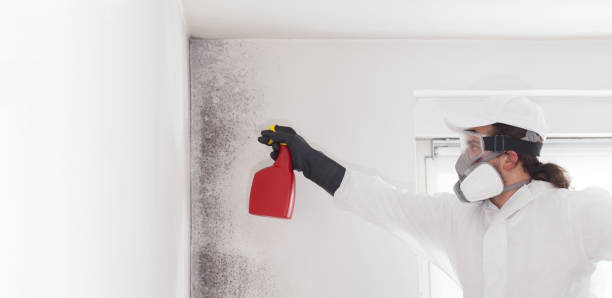 Best Emergency Mold Removal  in Belle Mead, NJ