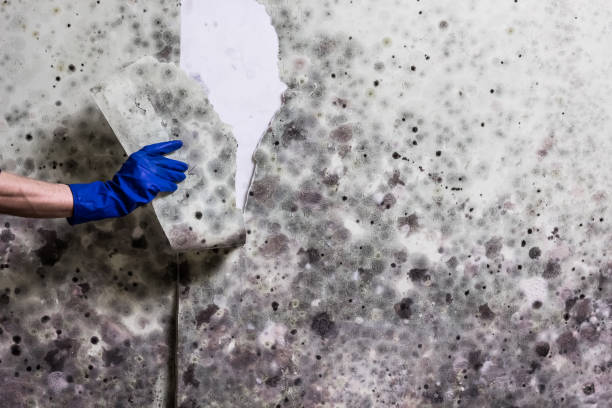 Best Toxic Mold Removal  in Belle Mead, NJ