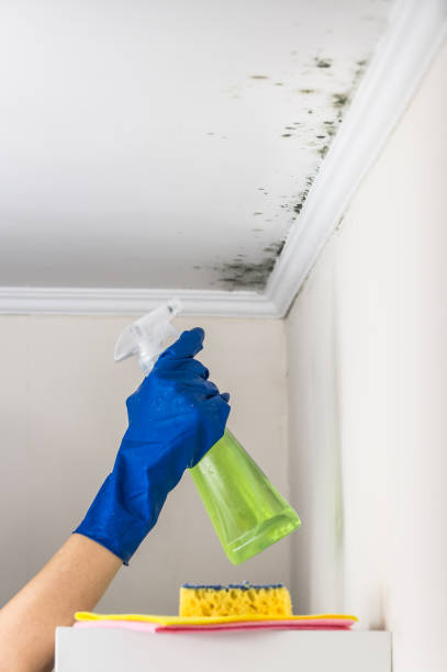 Best Black Mold Removal  in Belle Mead, NJ